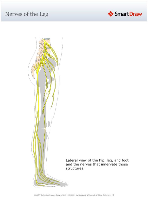 Nerves_of_the_Leg