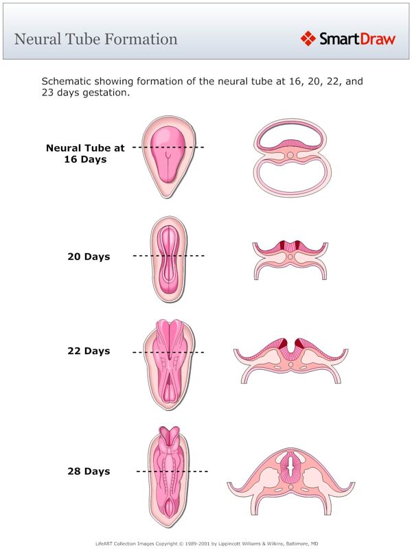 Neural_Tube_Formation