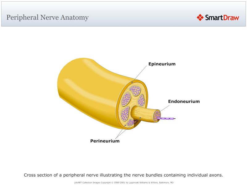 Peripheral_Nerve_Anatomy