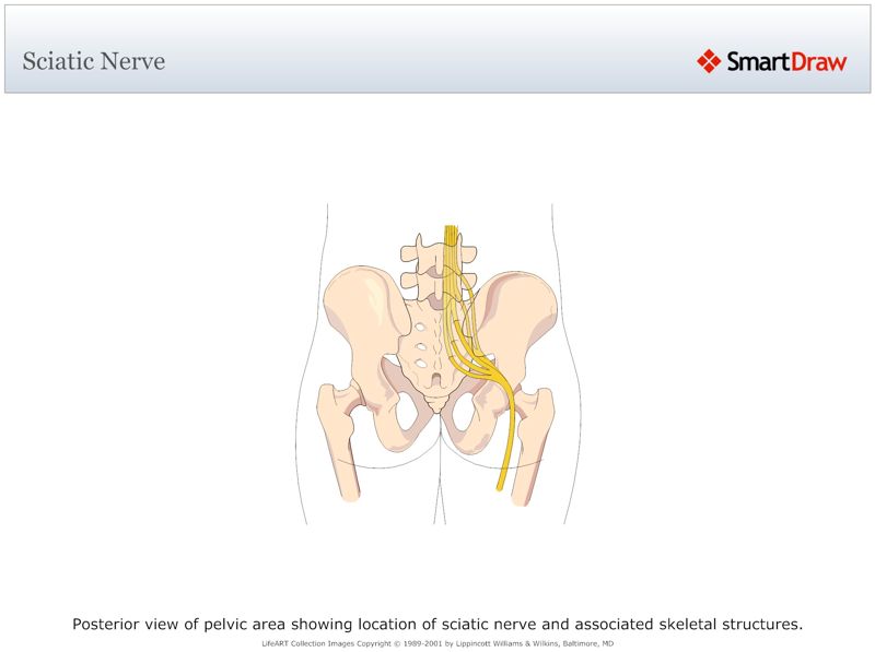 Sciatic_Nerve