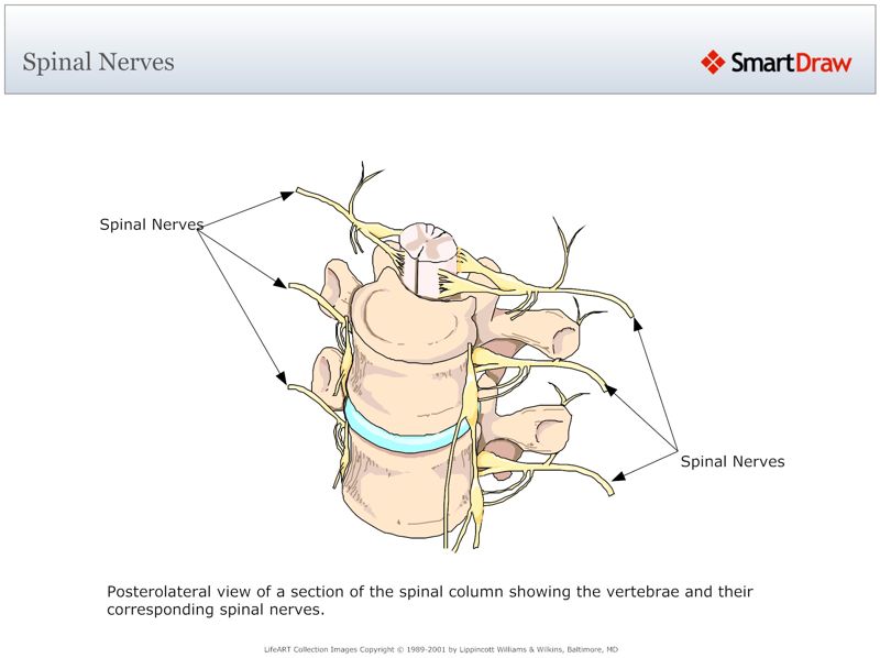 Spinal_Nerves