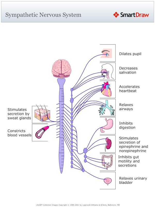 Sympathetic_Nervous_System