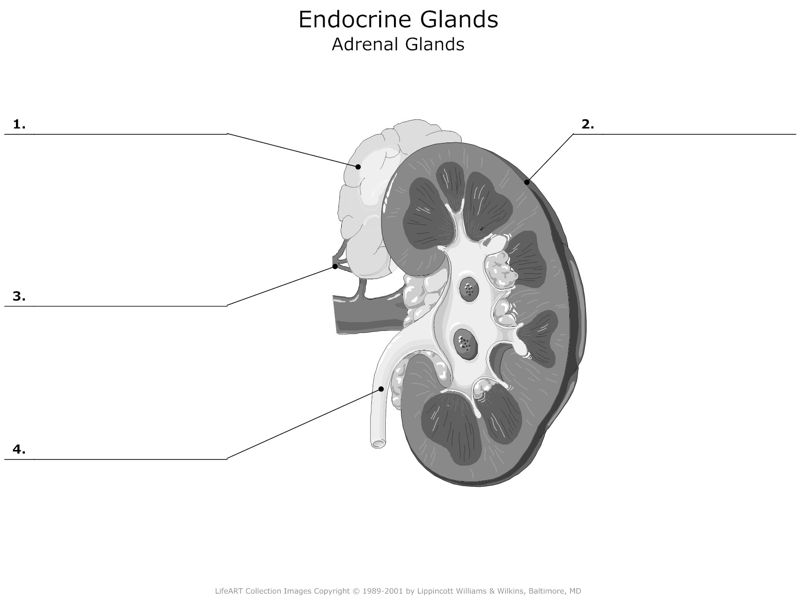 Endocrine_Glands_Adrenal_Glands