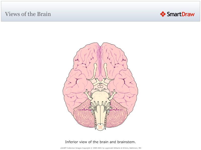 Views_of_the_Brain