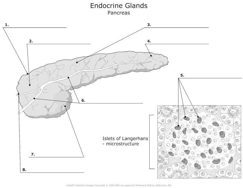 Endocrine_Glands_Pancreas