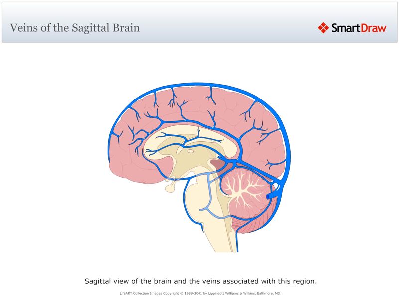 Veins_of_the_Sagittal_Brain