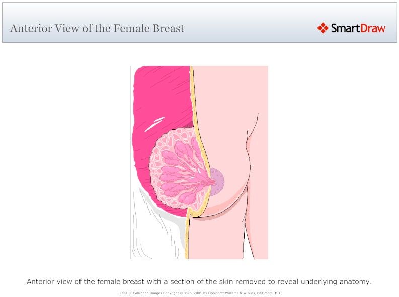 Anterior_View_of_the_Female_Breast