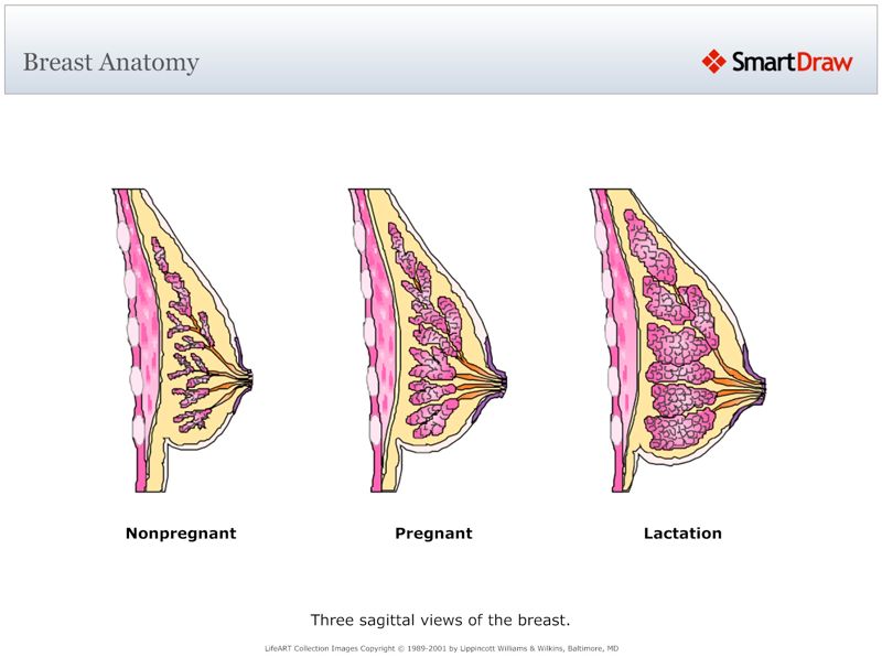 Breast_Anatomy