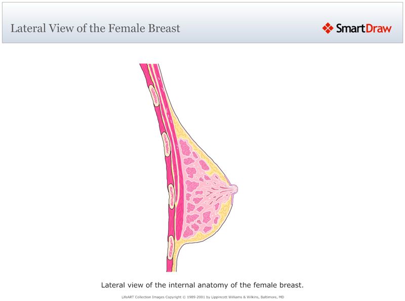 Lateral_View_of_the_Female_Breast