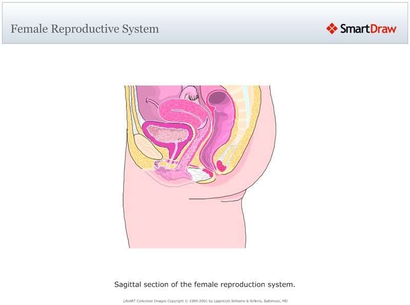 Female_Reproductive_System