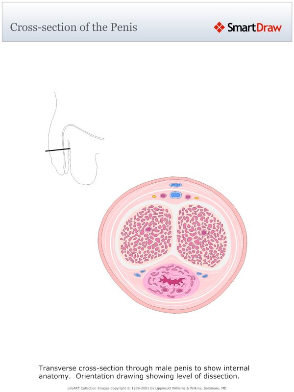 Cross-section_of_the_Penis
