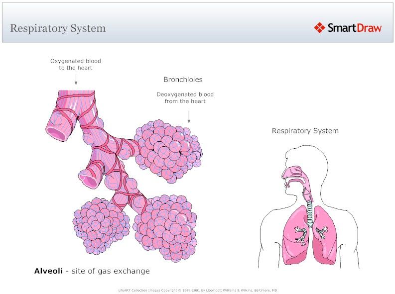 Respiratory_System