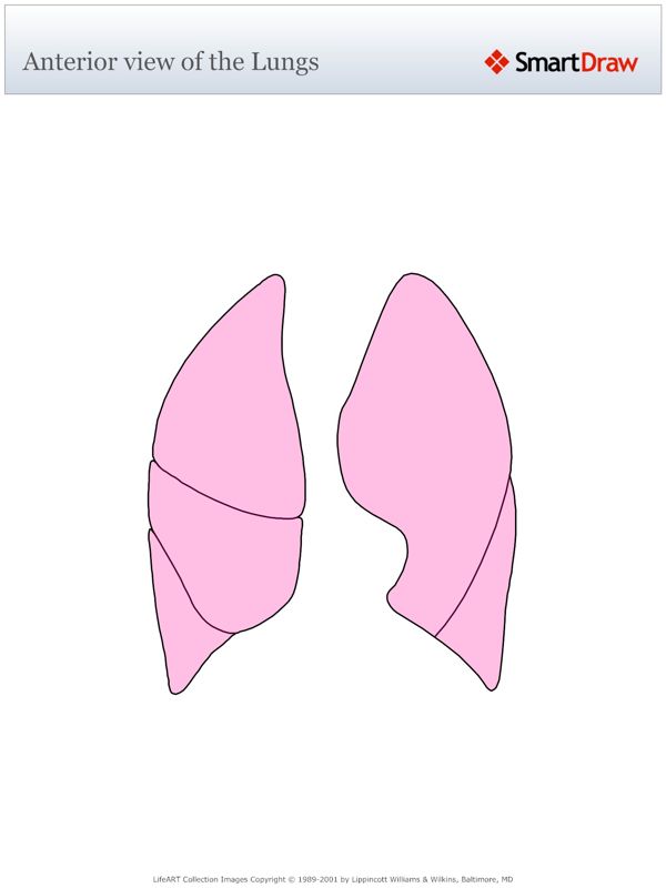 Anterior_view_of_the_Lungs