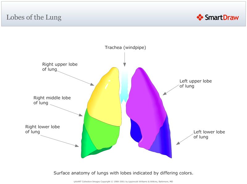 Lobes_of_the_Lung