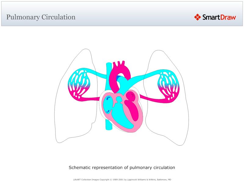 Pulmonary_Circulation