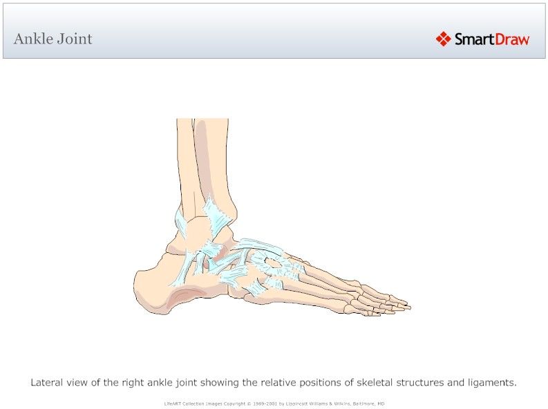 Ankle_Joint