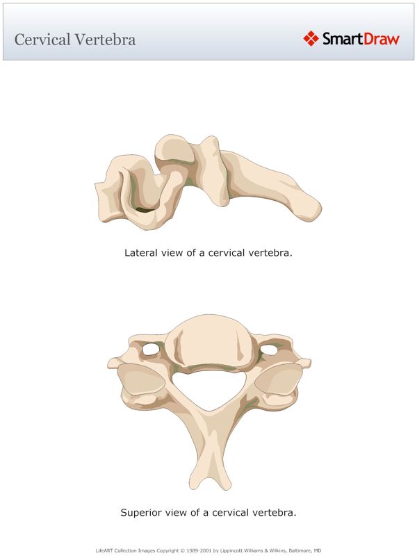 Cervical_Vertebra