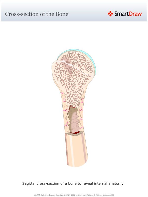 Cross-section_of_the_Bone