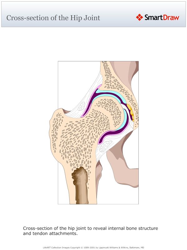 Cross-section_of_the_Hip_Joint