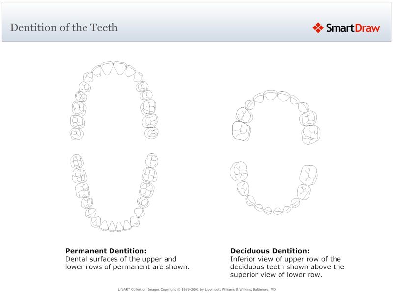 Dentition_of_the_Teeth