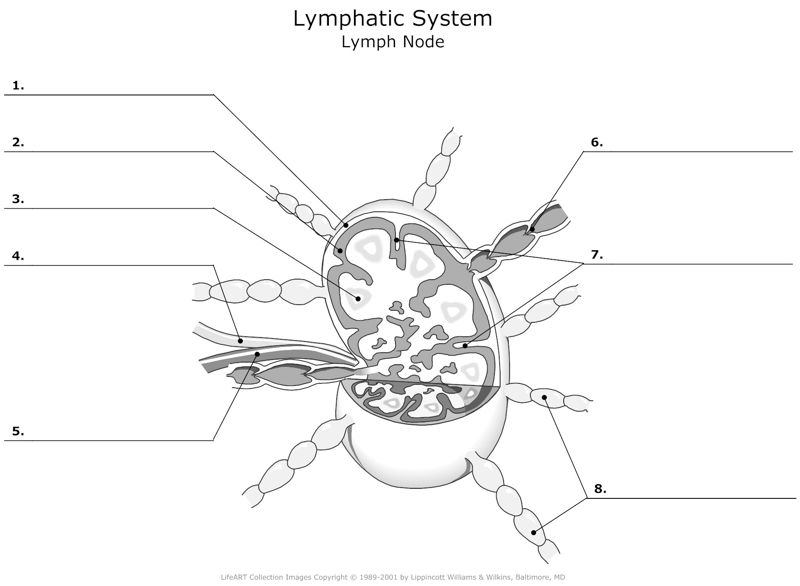 Lymphatic_System_Lymph_Node