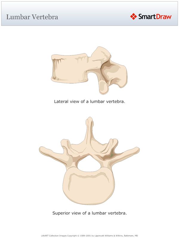 Lumbar_Vertebra