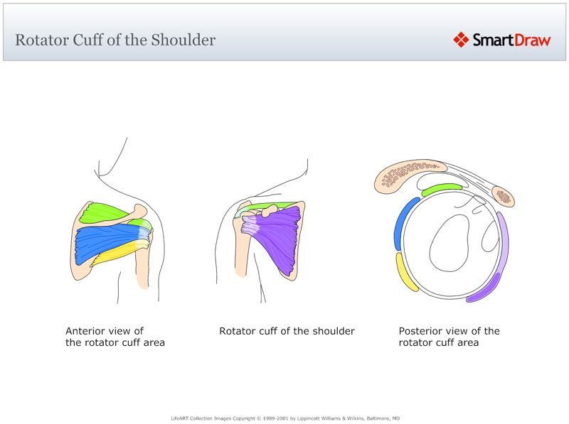Rotator_Cuff_of_the_Shoulder