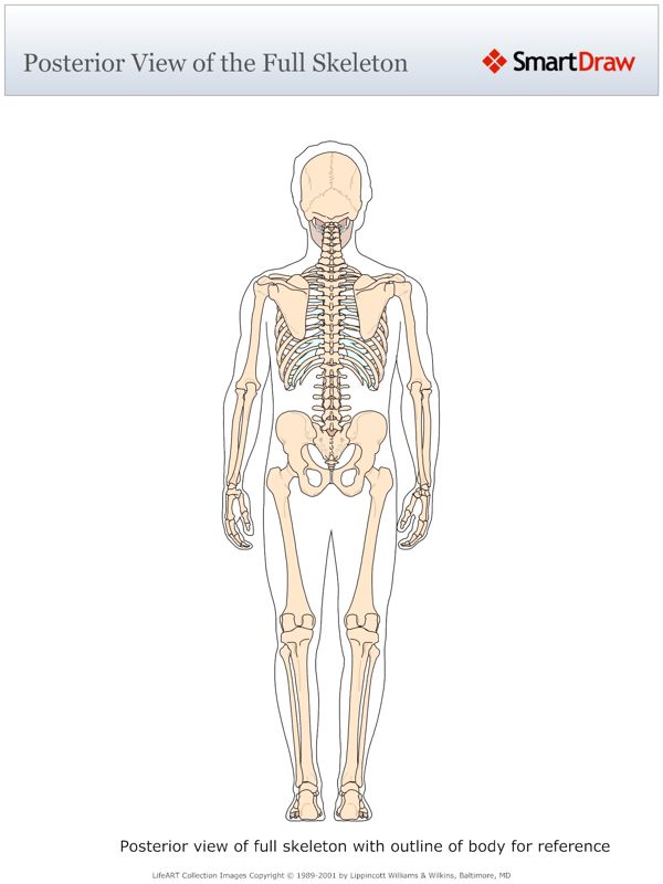 Posterior_View_of_the_Full_Skeleton