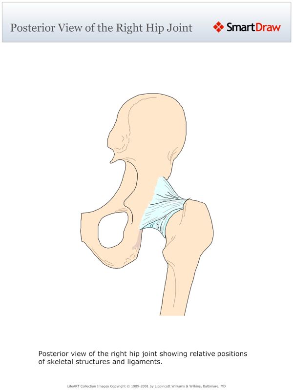 Posterior_View_of_the_Right_Hip_Joint