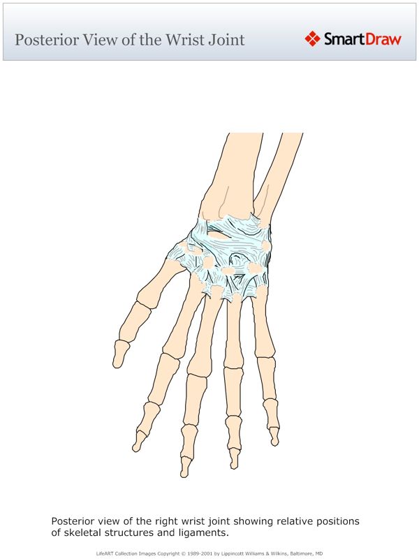 Posterior_View_of_the_Wrist_Joint