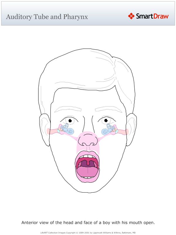 Auditory_Tube_and_Pharynx