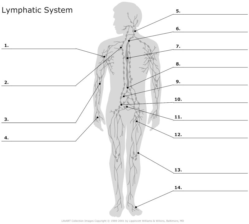 Lymphatic_System