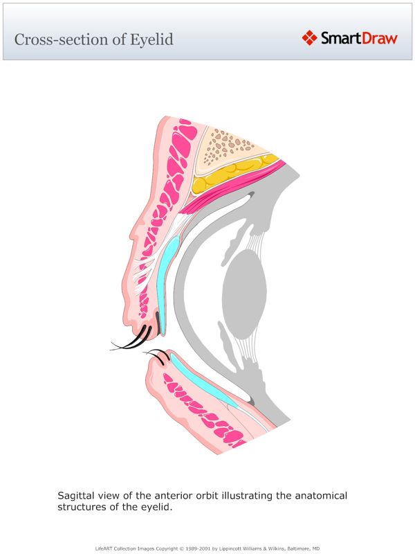 Cross-section_of_Eyelid