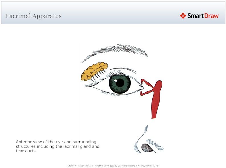 Lacrimal_Apparatus2