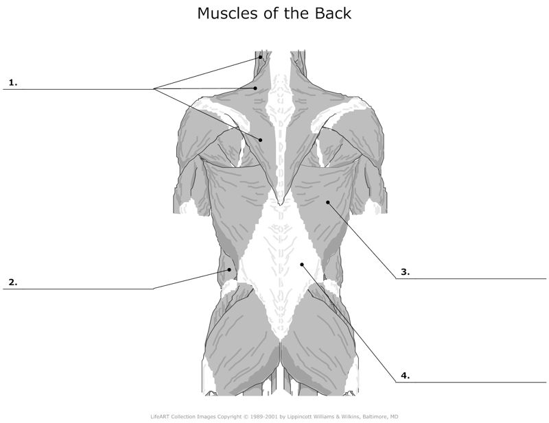 Muscles_of_the_Back