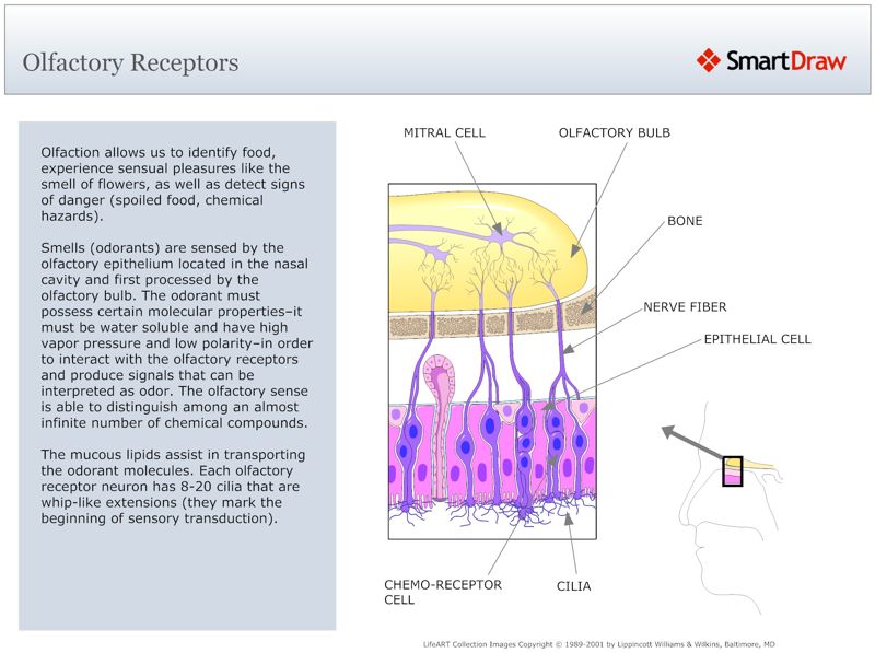 Olfactory_Receptors2