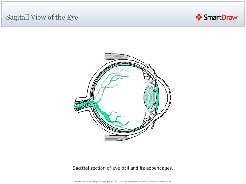 Sagitall_View_of_the_Eye