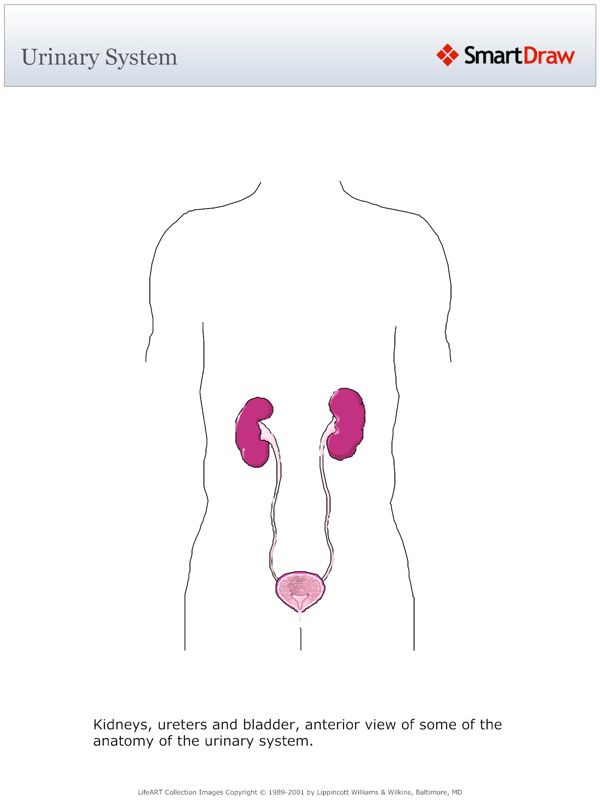 Urinary_System3