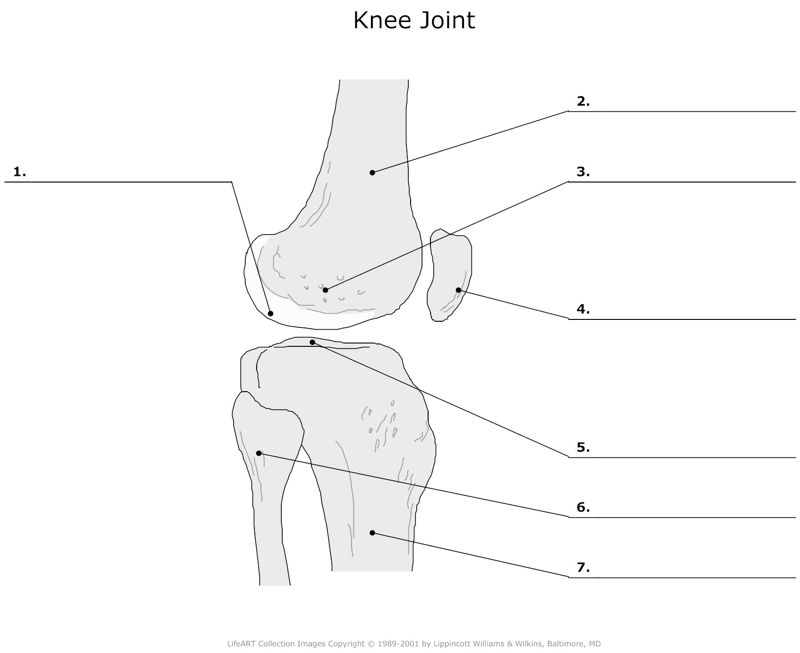 Knee_Joint