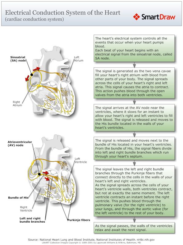 Electrical_Conduction_System_of_the_Heart