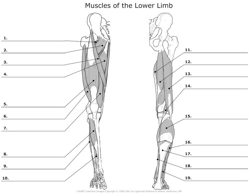 Muscels_of_the_Lower_Limb