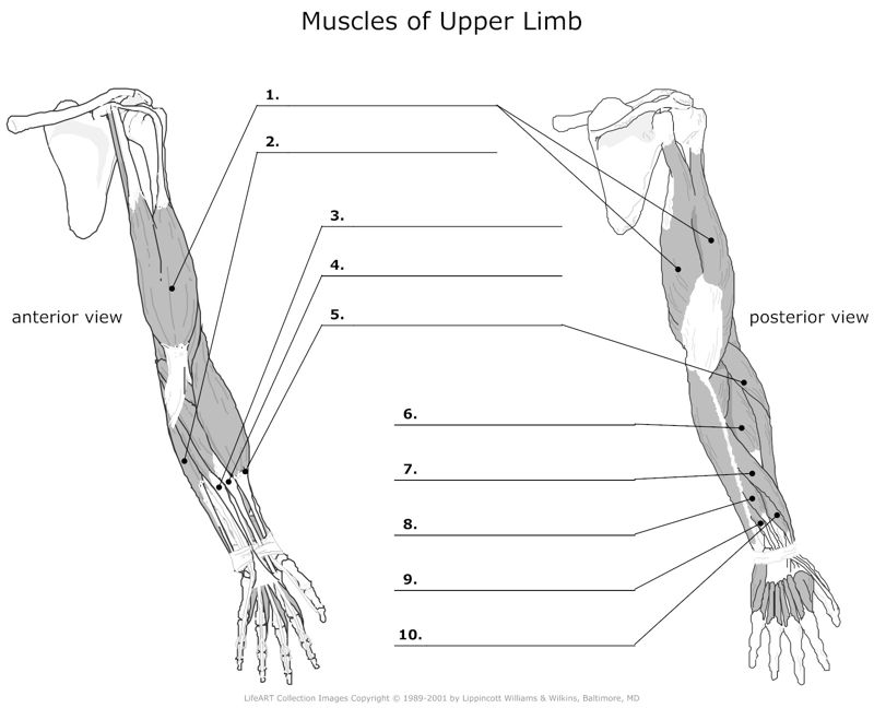 Muscels_of_the_Upper_Limb