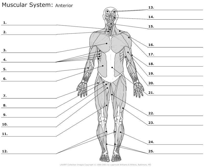 Muscular_System Anterior