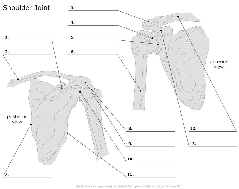Schoulder_Joint
