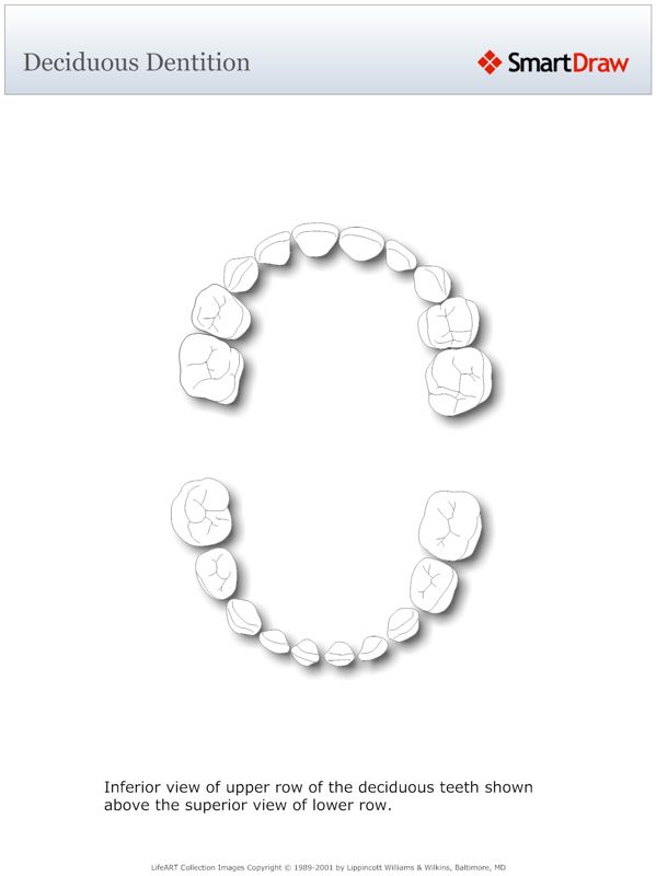 Deciduous_Dentition