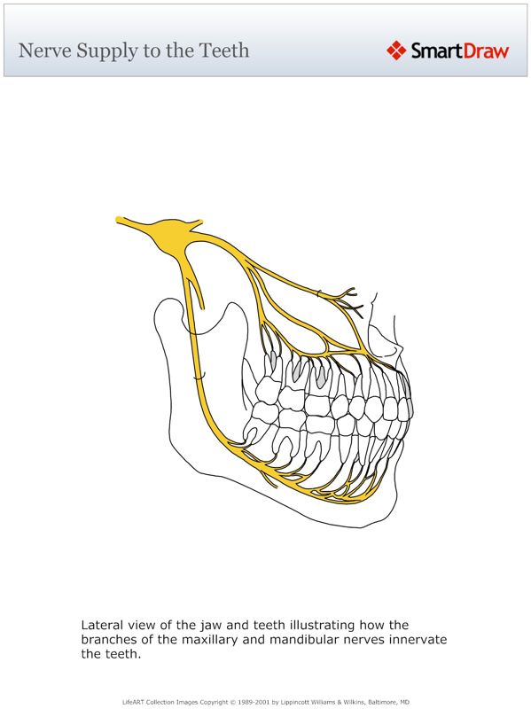 Nerve_Supply_to_the_Teeth