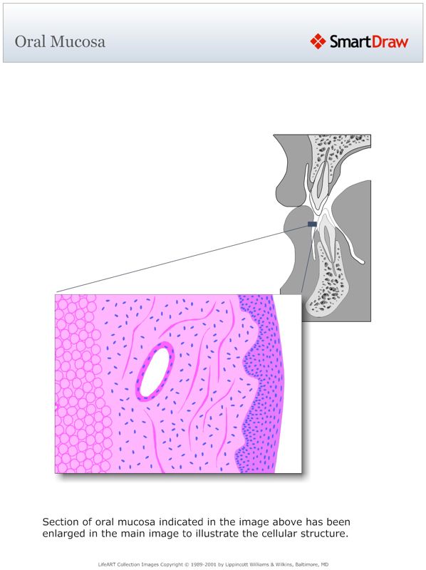 Oral_Mucosa