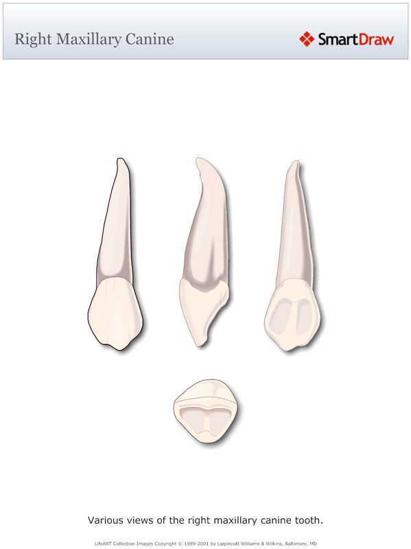 Right_Maxillary_Canine