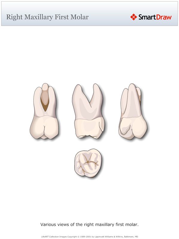 Right_Maxillary_First_Molar