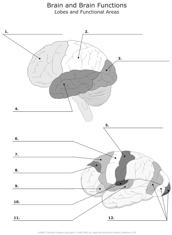Brain_and_Brain_Functions Loves_and_Funcional_Areas